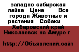 западно сибирская лайка › Цена ­ 0 - Все города Животные и растения » Собаки   . Хабаровский край,Николаевск-на-Амуре г.